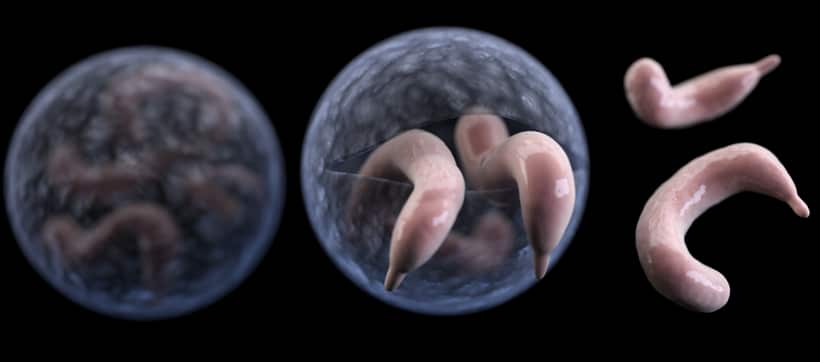 Hyperchlorination to kill Cryptosporidium (two articles)